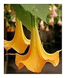 Brugmansia versicolor - Engelstrompete - 5 Samen
