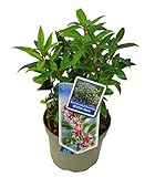 Sarcococca Humilis 'Winter Gem '- duftende Schattenblume Himalaya Schleimbeere- winterharter, wintergrüner, blühender Strauch 17 cm Topf als Kübelpflanze - für Balkon, Terrasse, Garten