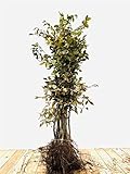 Carpinus betulus Hainbuche Heckenpflanze wurzelware, winterhart, deutsche Baumschulqualität, kräftige Pflanzen, schnittverträglich, pflegeleicht