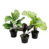 Exotenherz - Schattenpflanzen 3er Set - mit ausgefallenem Blattmuster - Calathea - 7cm Topf - ca. 20cm hoch