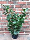 10 Kirschlorbeer Pflanzen, Prunus Novita, Höhe: 60-70 cm ab Topfoberkante