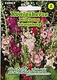Königskerzen Mischung,Verbascum phoenicum, für ca. 40 Pflanzen