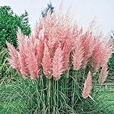 3 x Cortaderia selloana ‚Rosea' 1 Liter (Ziergras/Gräser/Stauden) Pampasgras